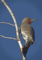 Northern Flicker